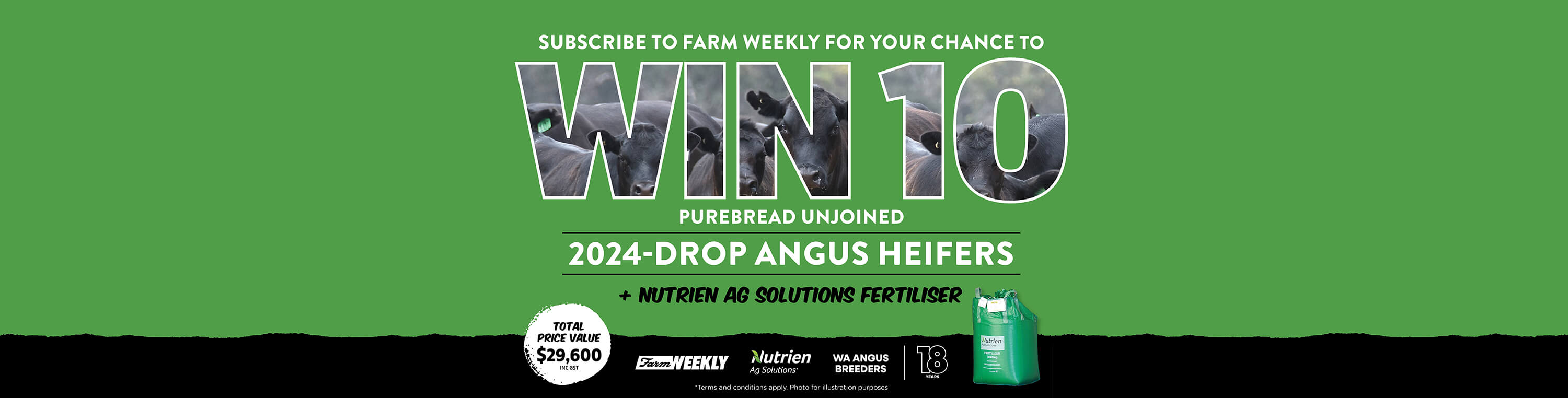 Angus Heifers Comp